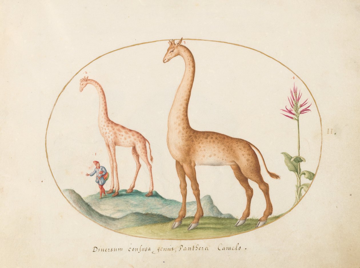Placa 2: Duas girafas com um atendente de Joris Hoefnagel