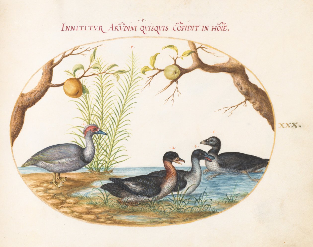 Prancha 30: Um pato-mudo (?), um pato de quatro patas e duas outras aves de Joris Hoefnagel