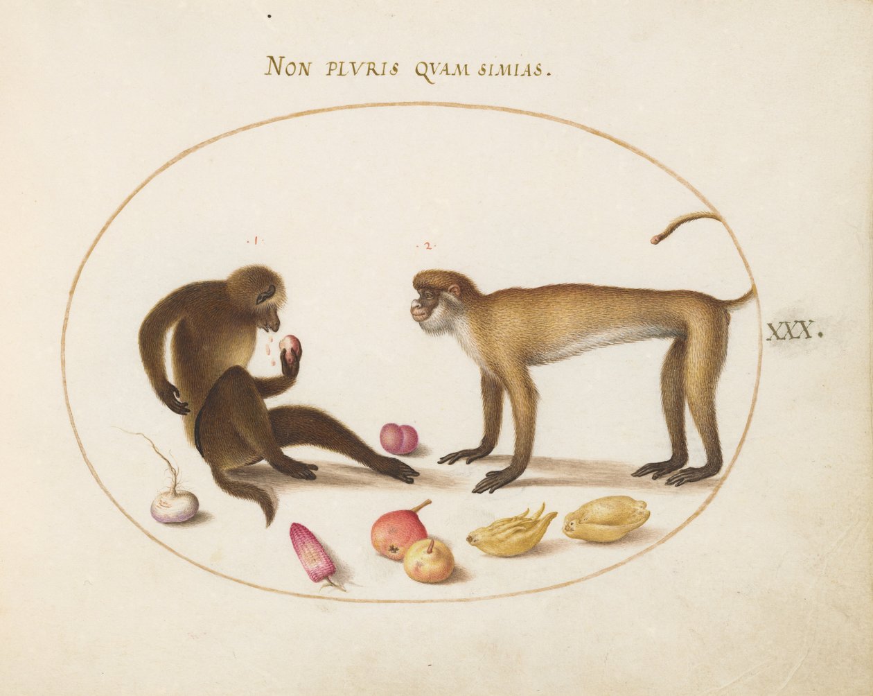 Prancha 30: Dois macacos de Joris Hoefnagel