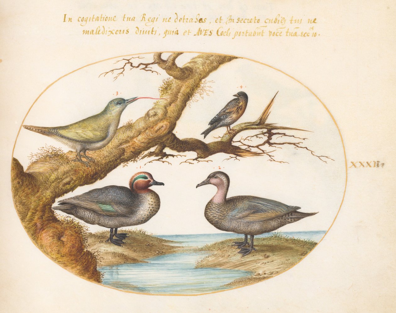 Prancha 32: uma marrequinha-de-asa-verde, um jovem pica-pau-verde e duas outras aves de Joris Hoefnagel