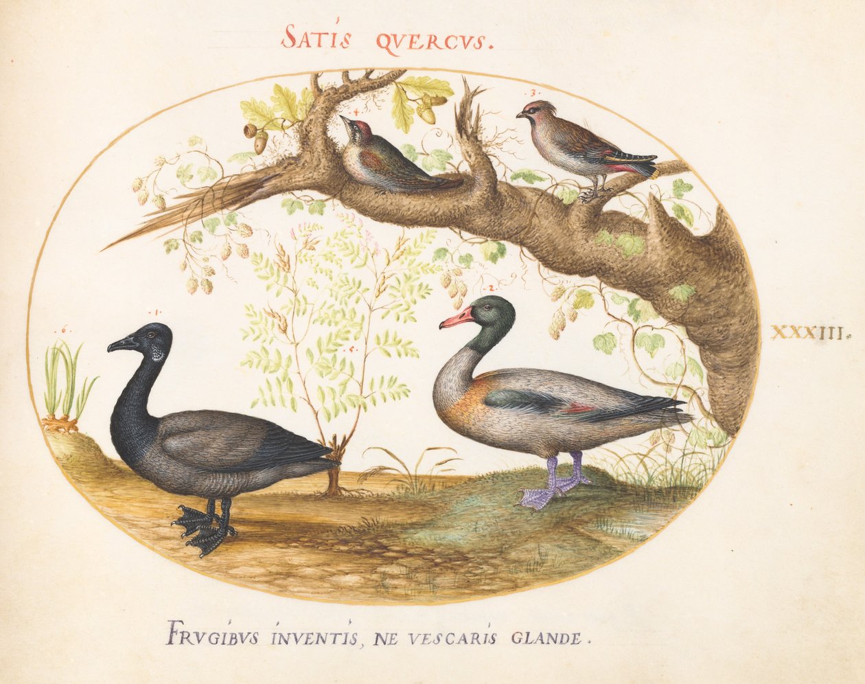 Placa 33: Um par de Waxwings Bohemian, um Shelduck (?), e um Brant Goose com uma planta de gengibre de Joris Hoefnagel