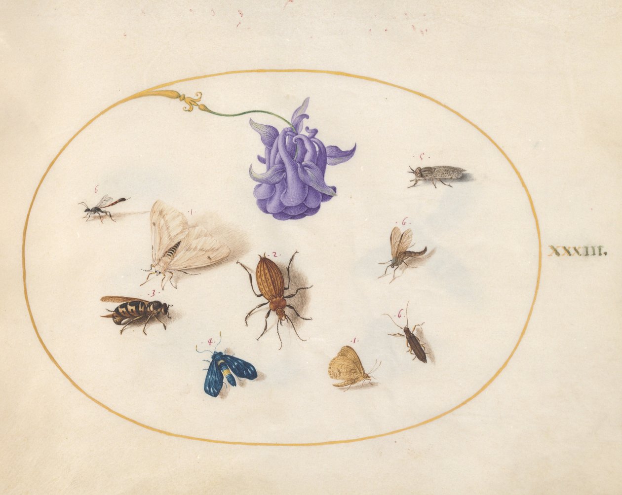 Ilustração 33: Mariposa e Borboleta com outros Insetos e uma Flor Colombina de Joris Hoefnagel