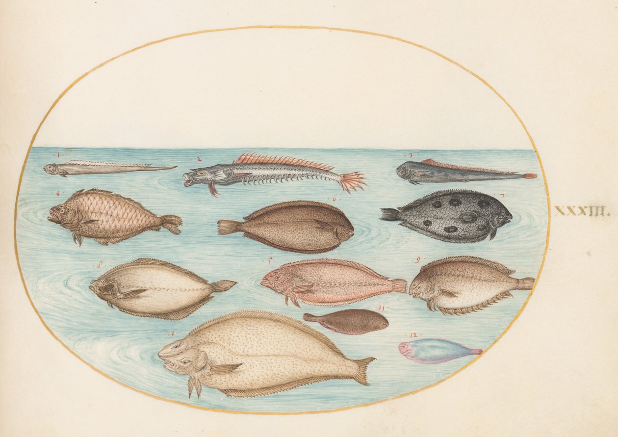 Prancha 33: linguado e outros peixes planos com peixe-fita(?) de Joris Hoefnagel