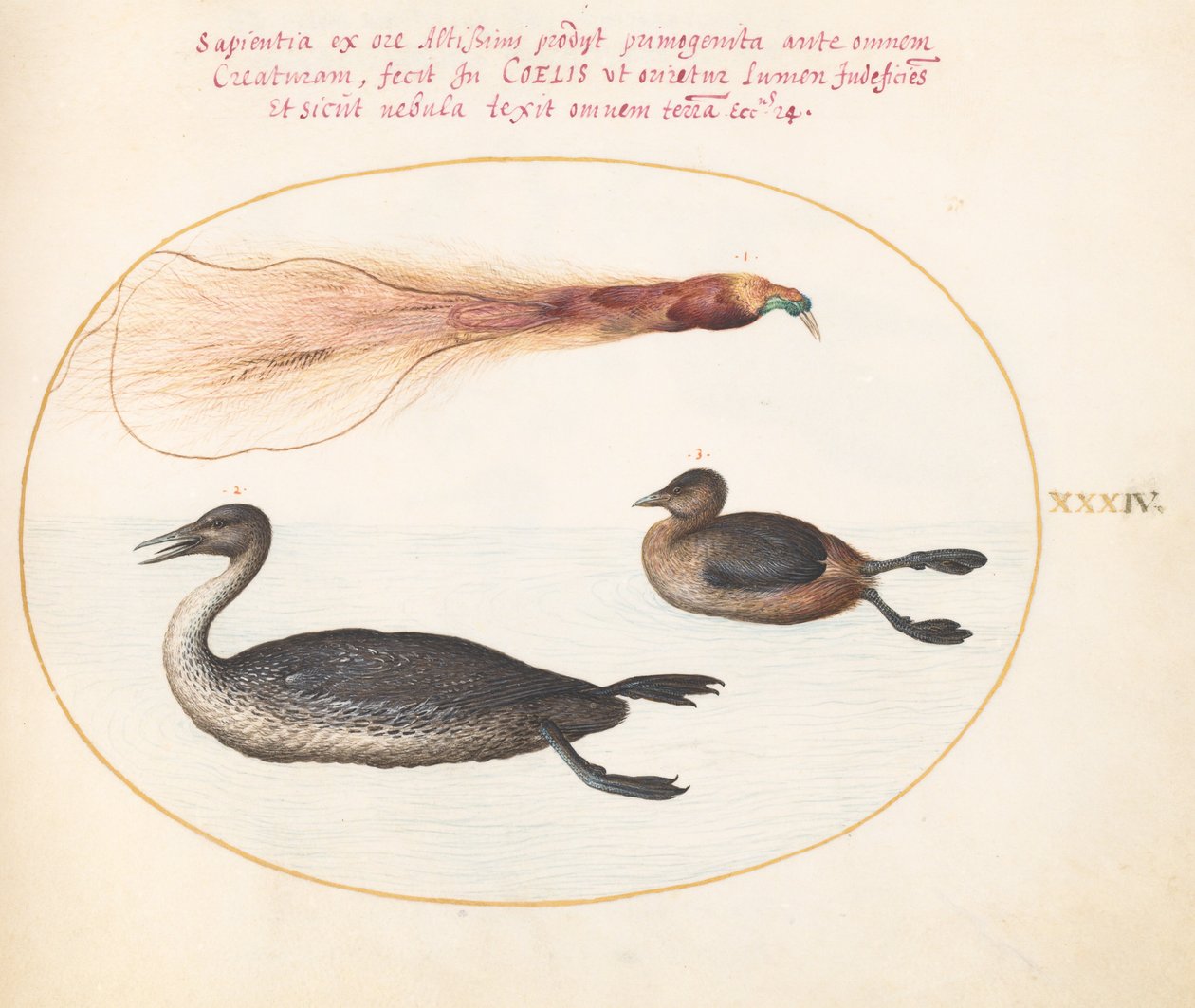 Placa 34: Ave do Paraíso com Merganser(?) e Grebe(?) de Joris Hoefnagel