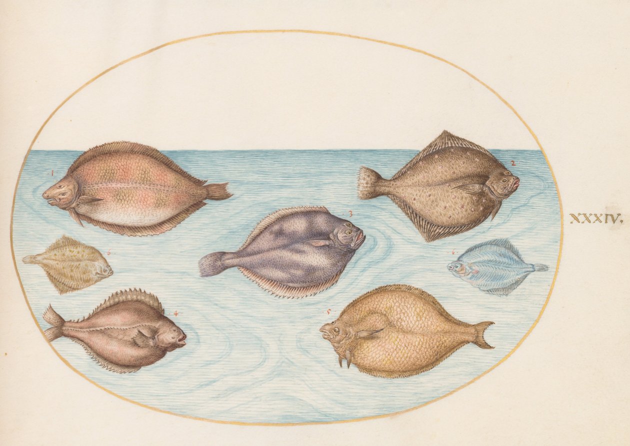 Lâmina 34: Sete peixes-chatos de Joris Hoefnagel