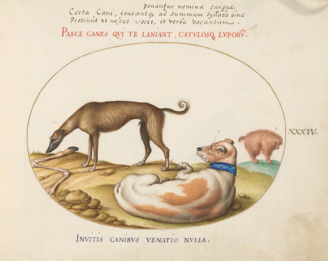 Gravura 34: Três Cães, Incluindo um "Mímico" de Joris Hoefnagel