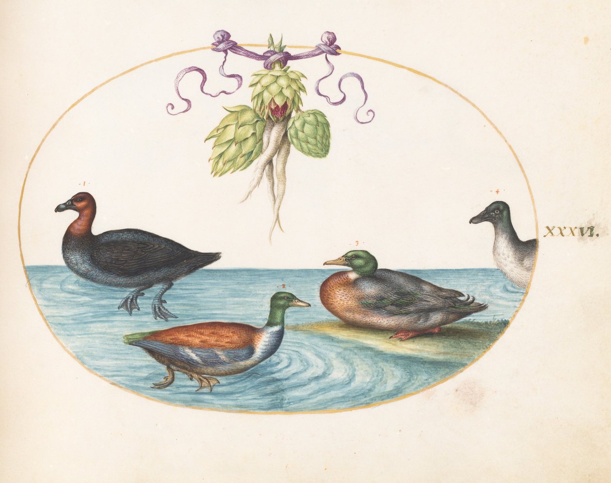 Prancha 36: merganso-de-poupa, pato-trombeteiro e pato-real, e pato com alcachofras de Joris Hoefnagel