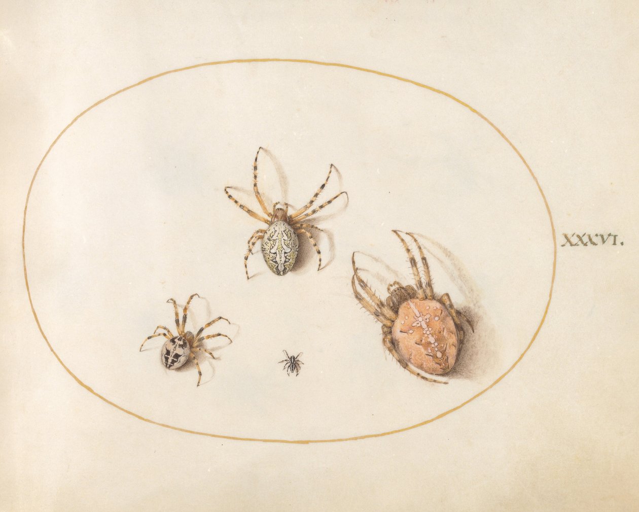 Lâmina 36: Três aranhas grandes e uma aranha pequena de Joris Hoefnagel