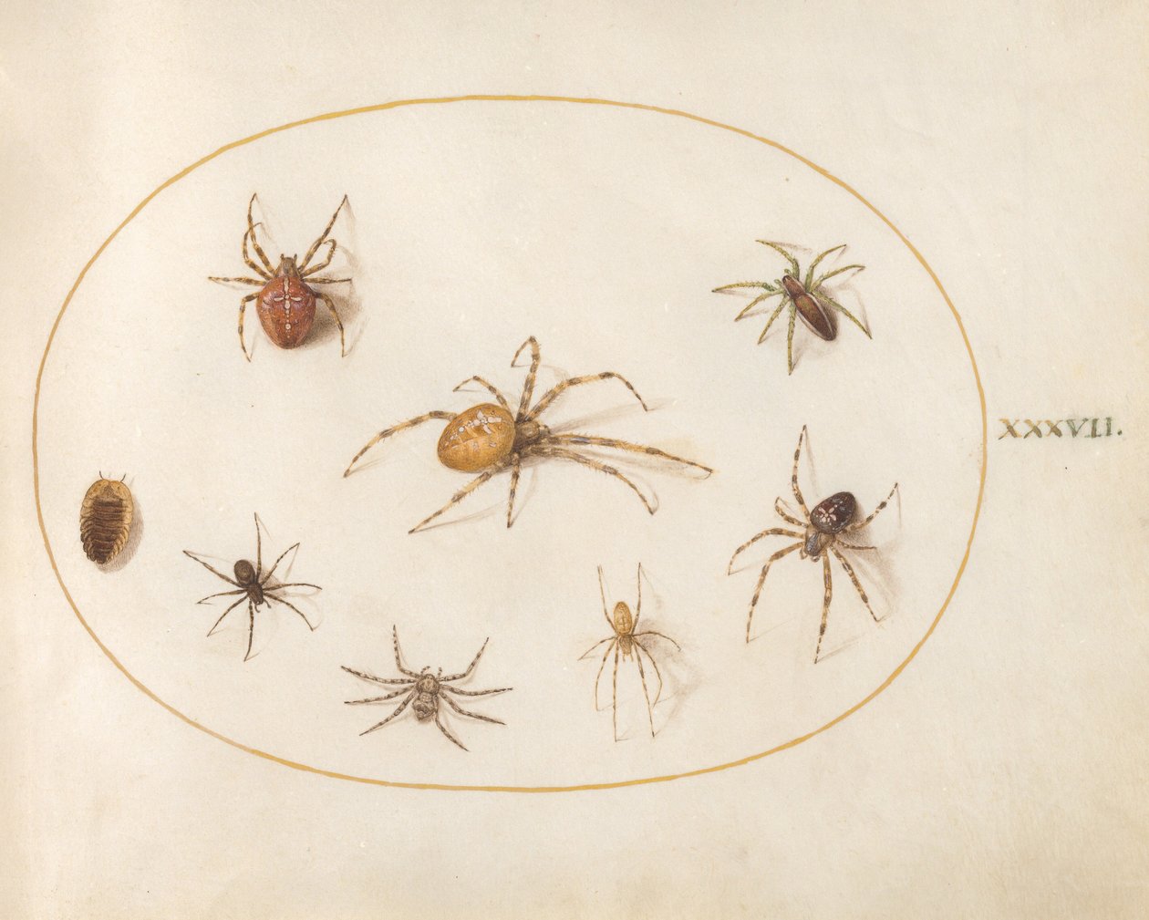 Prancha 37: sete aranhas e um inseto de Joris Hoefnagel