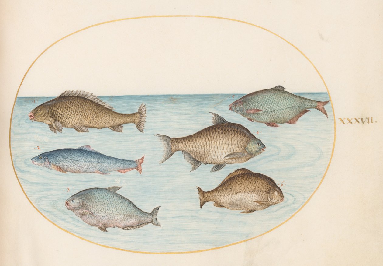 Placa 37: Seis Peixes, Incluindo Carpa de Joris Hoefnagel