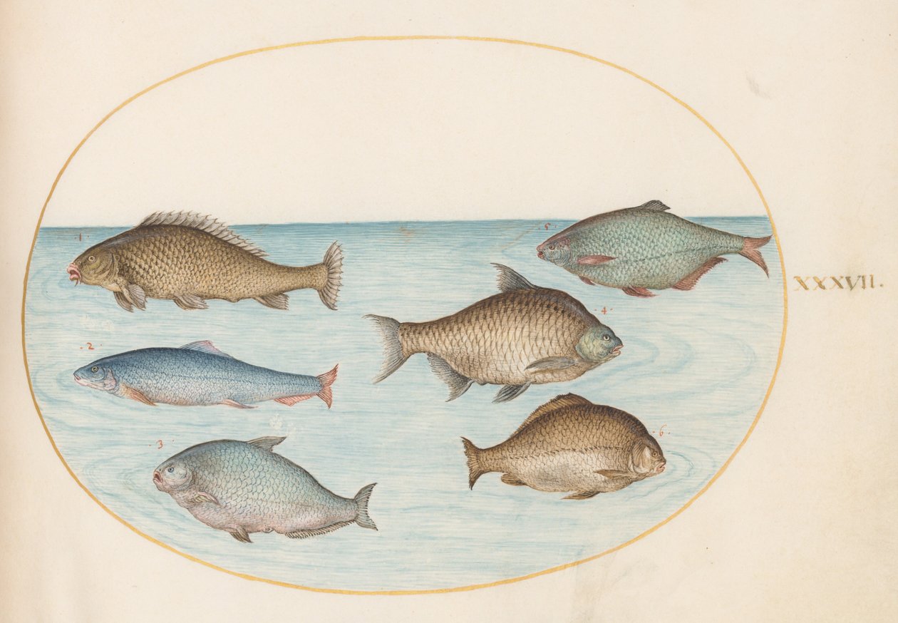 Prancha 37: seis peixes, incluindo carpas de Joris Hoefnagel
