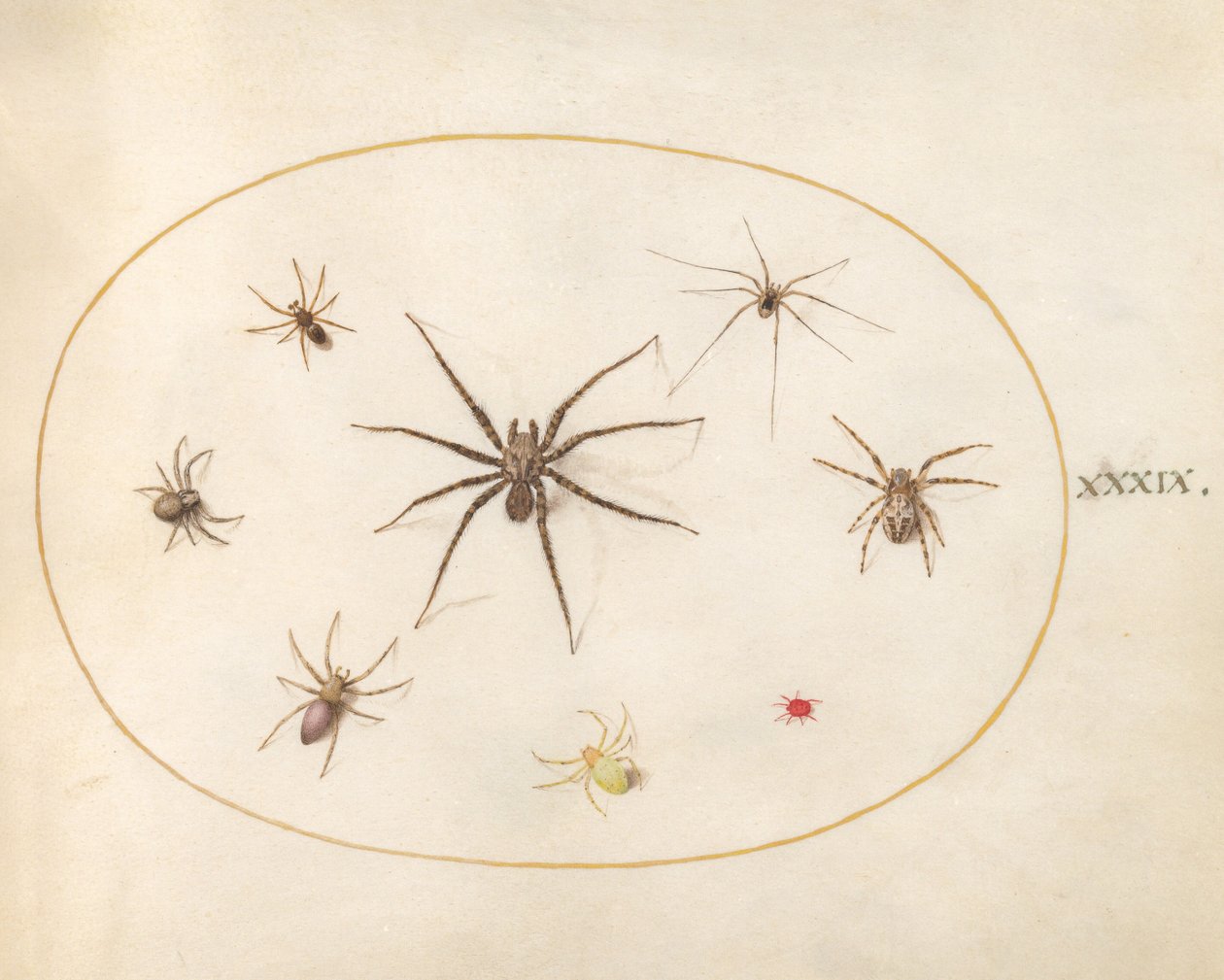 Prancha 39: Oito aranhas de Joris Hoefnagel