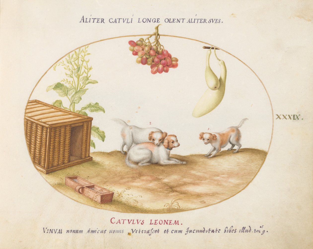 Placa 39: Três cachorrinhos com uma caixa e um cacho de uvas de Joris Hoefnagel