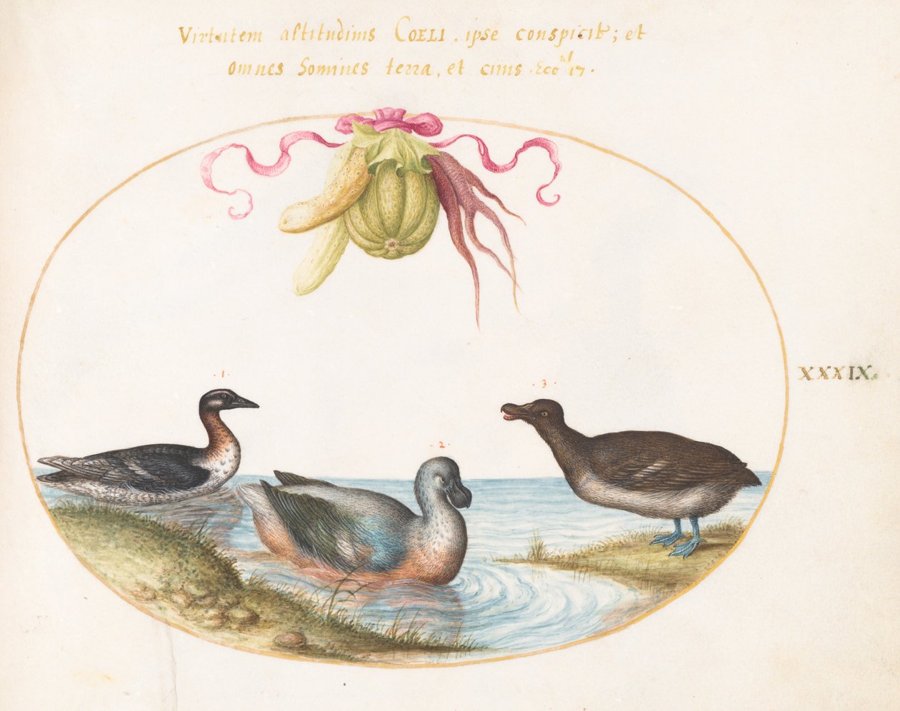 Gravura 39: Três Aves Aquáticas, Uma com Pés Azuis, Sob uma Guirlanda de Produtos de Joris Hoefnagel