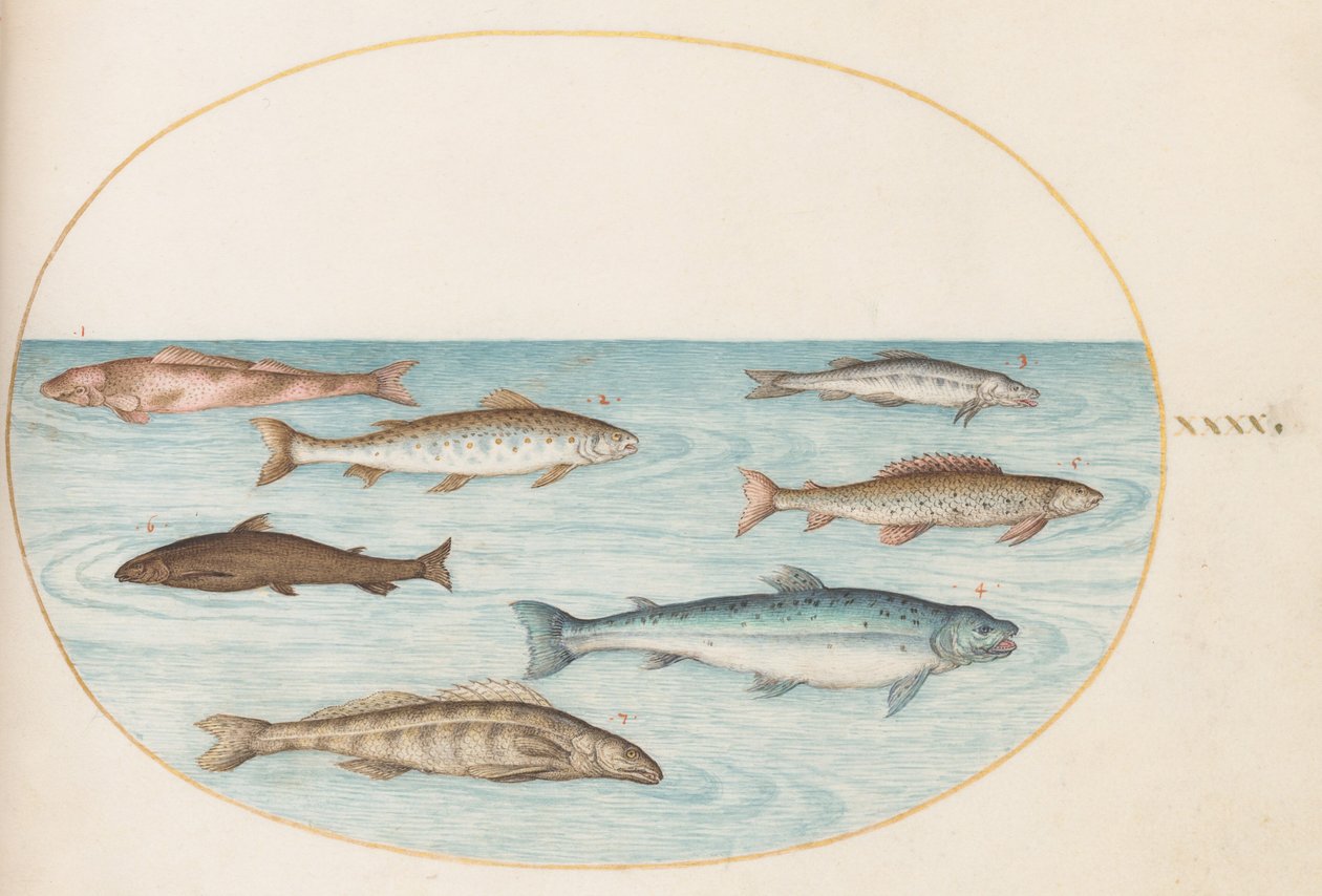 Lâmina 40: Salmão, truta e peixes de água doce() de Joris Hoefnagel