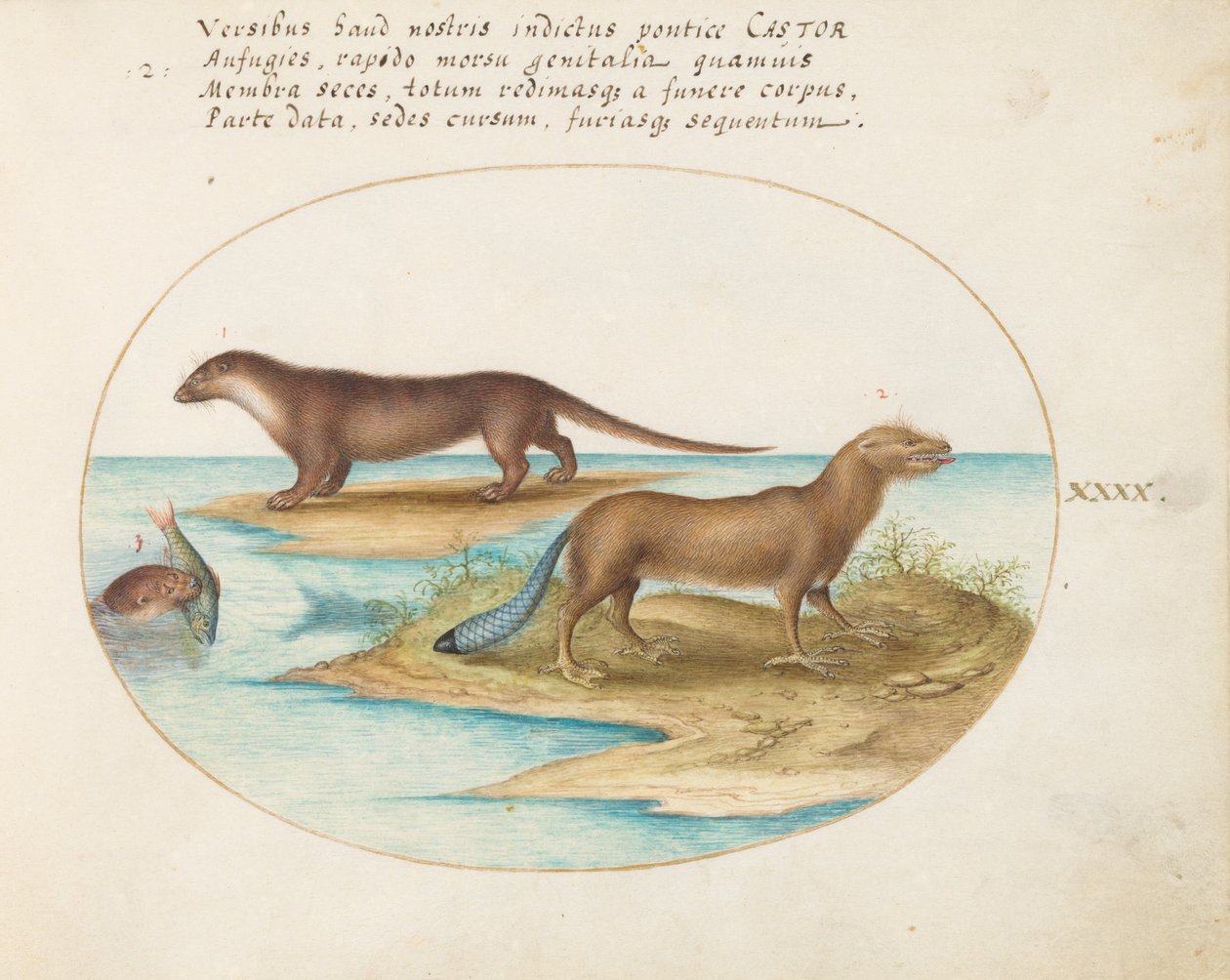 Placa 40: Duas lontras e um castor de Joris Hoefnagel