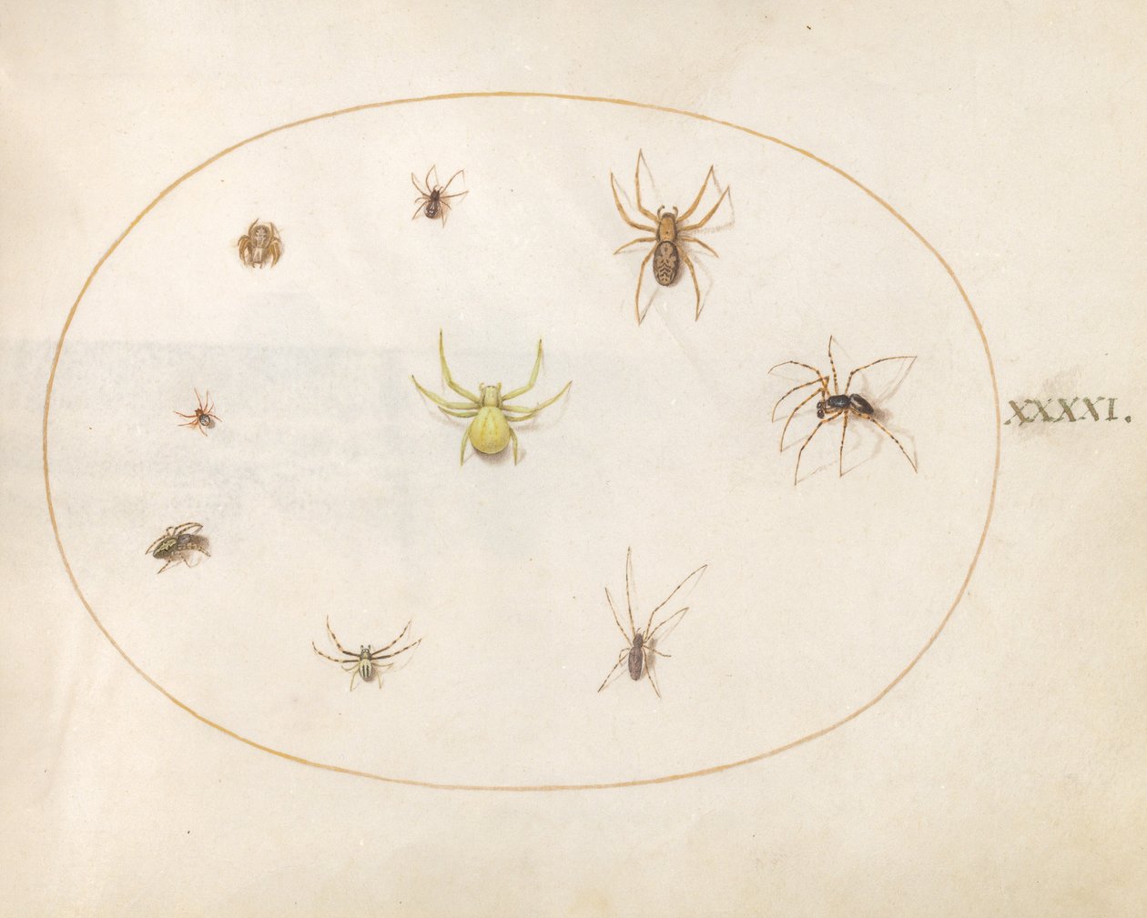 Placa 41: Aranha Amarela Cercada por Oito Aranhas de Joris Hoefnagel