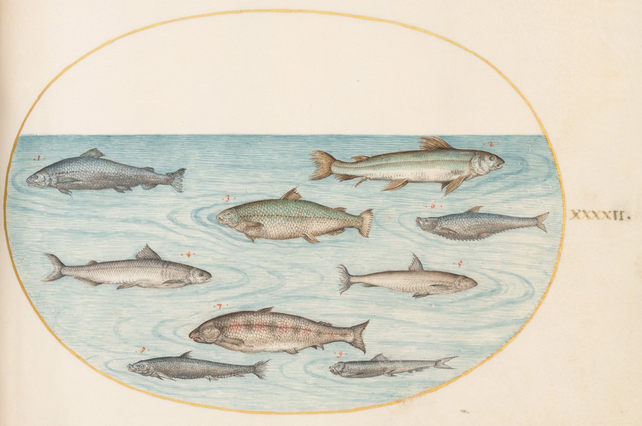 Lâmina 42: Nove peixes de Joris Hoefnagel