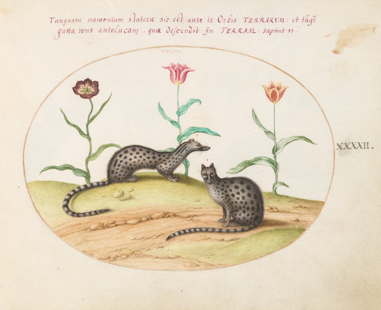 Placa 42: Dois Genets com Tulipas de Joris Hoefnagel