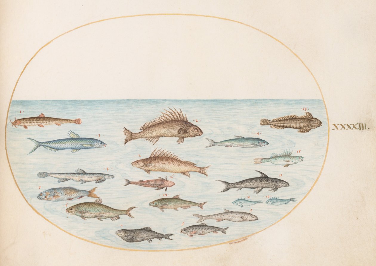 Prancha 43: Quinze peixes de Joris Hoefnagel