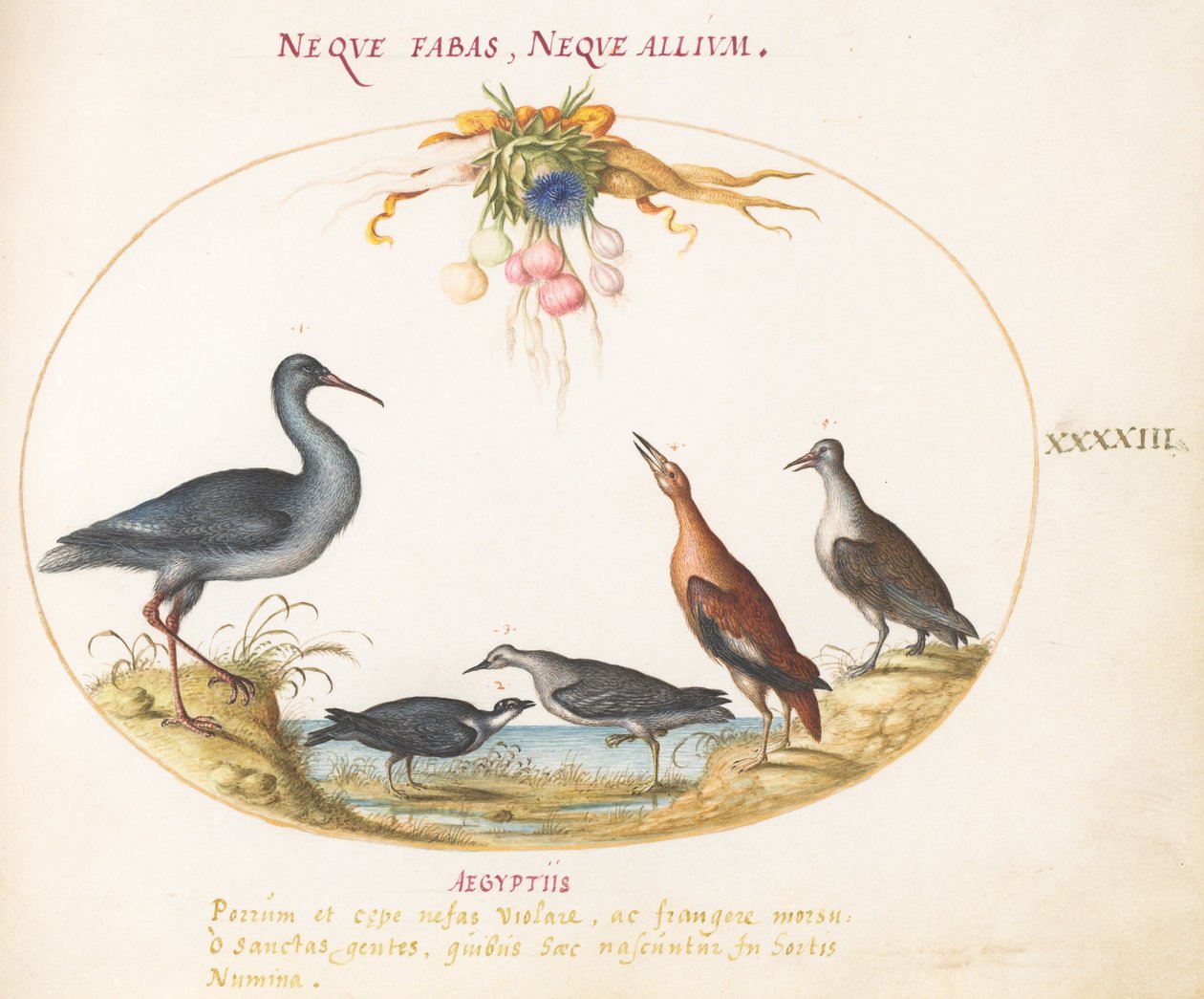 Gravura 43: Maçaricos e outros pássaros da costa admirando uma guirlanda de flores de Joris Hoefnagel