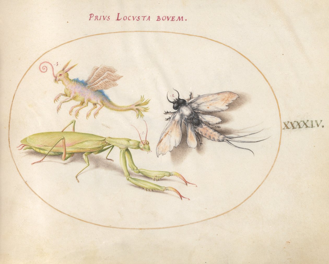 Gravura 44: Mantis e Mayfly com um inseto imaginário de Joris Hoefnagel
