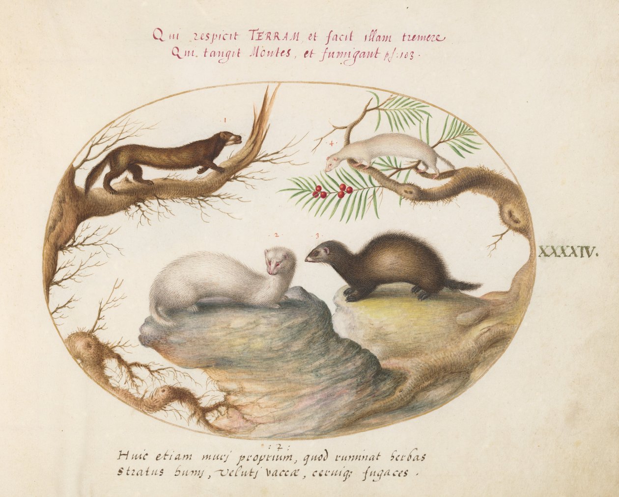 Placa 44: Polecat, Mink e Arminho de Joris Hoefnagel