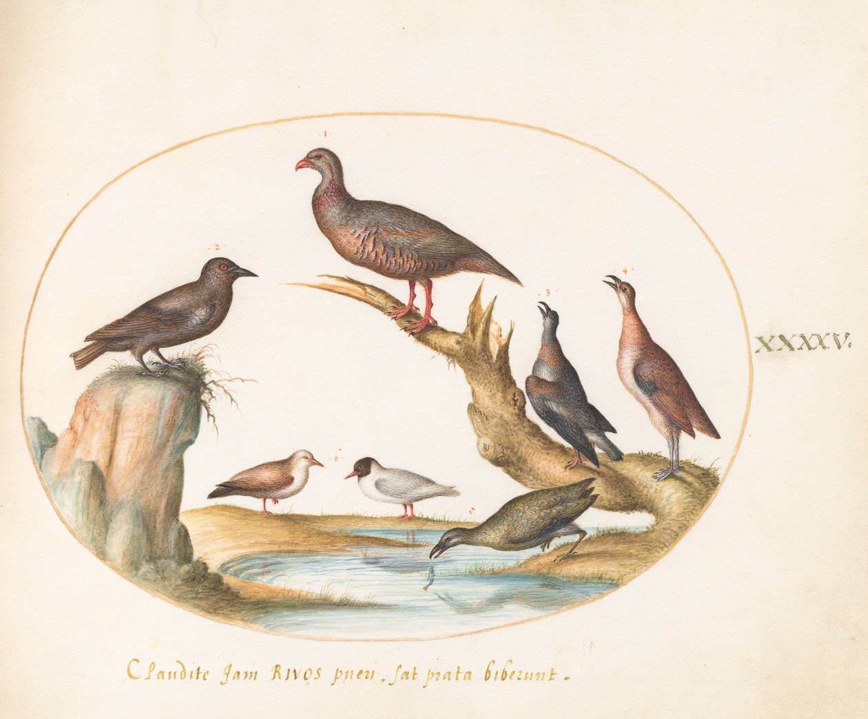 Ilustração 45: Gaivotas e outros pássaros na costa de Joris Hoefnagel