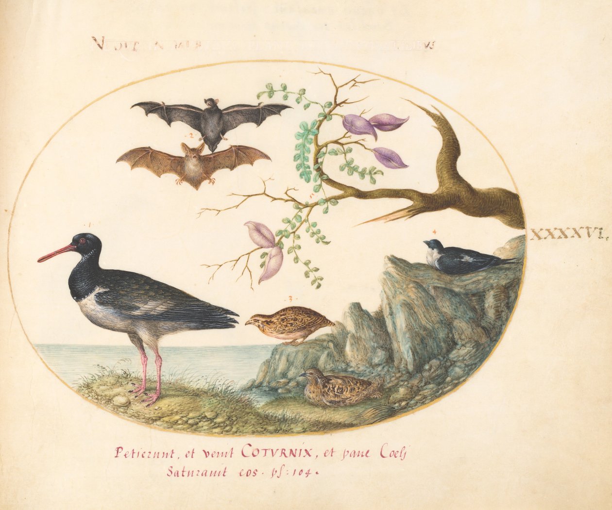 Placa 46: Morcegos, codornas e ostraceiros (?) pela água de Joris Hoefnagel