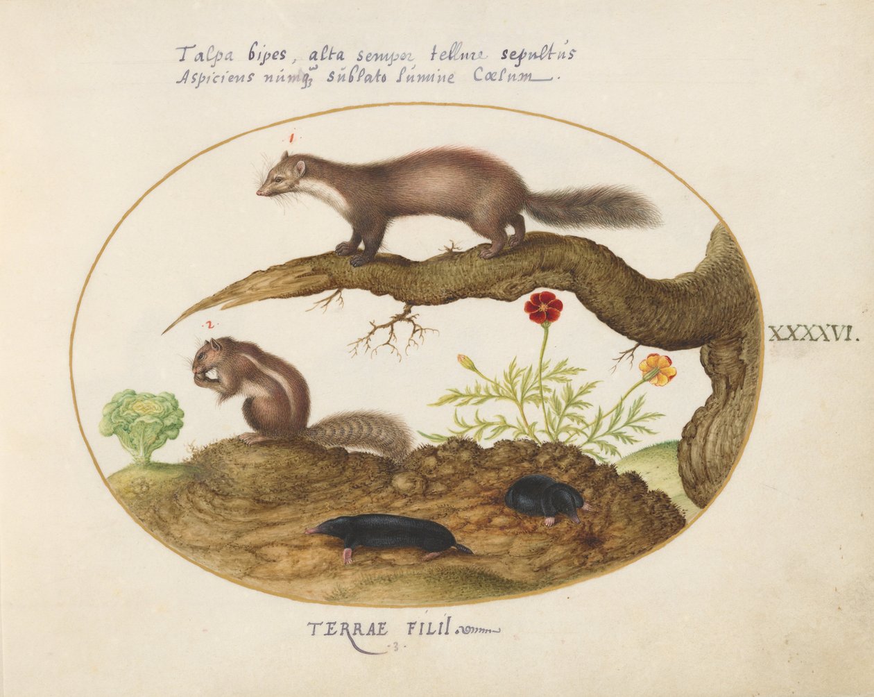 Placa 46: Stone Martin, Chimpmunk e Moles com calêndula e alface de Joris Hoefnagel