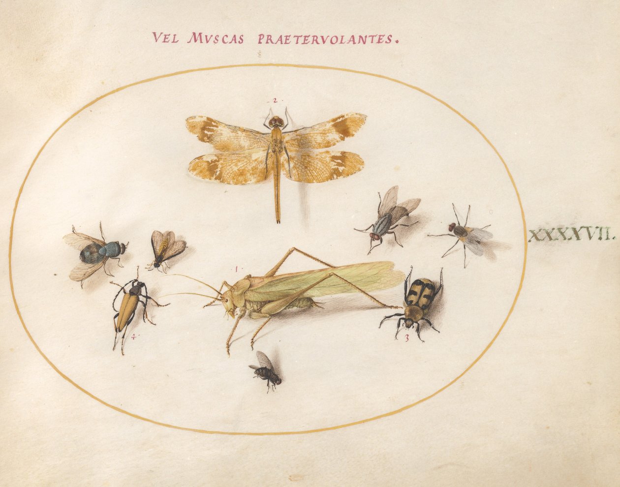 Ilustração 47: Uma libélula, um gafanhoto, moscas domésticas, um besouro carniça, um besouro de flor e outros insetos de Joris Hoefnagel