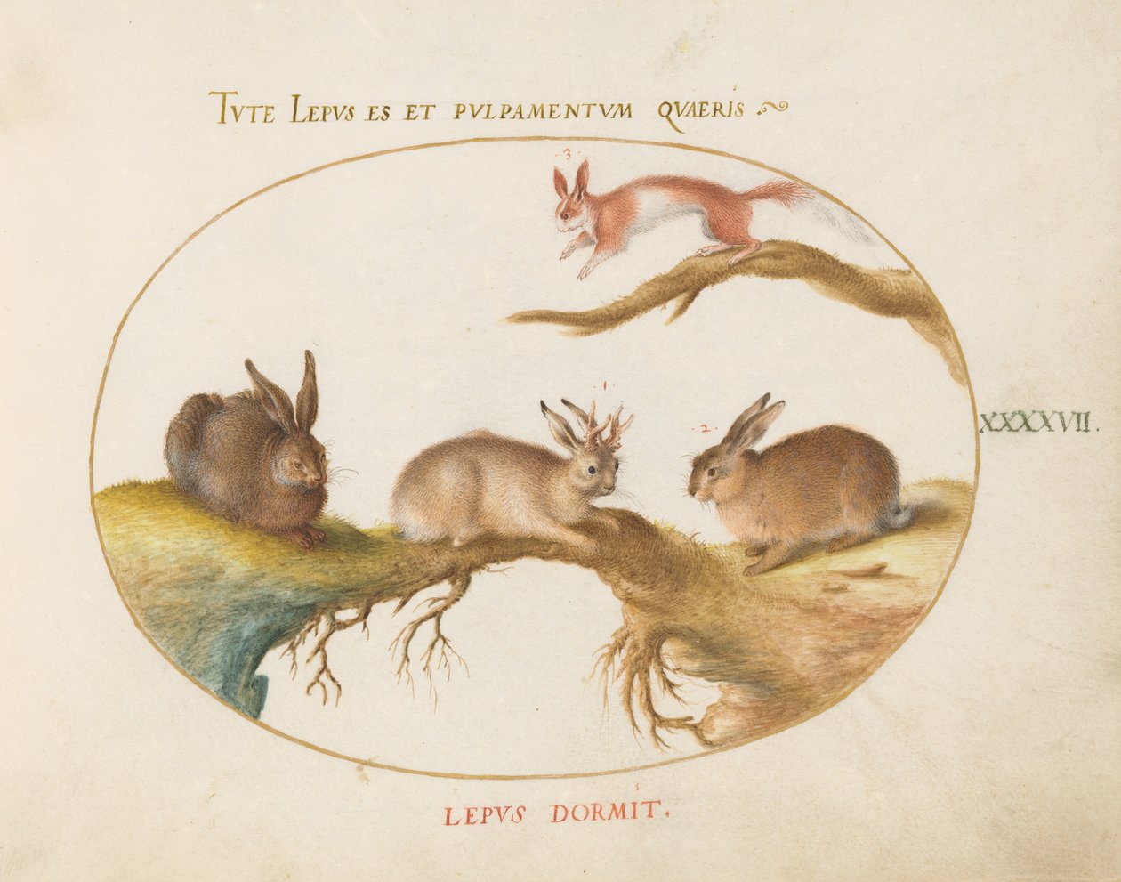 Prancha 47: uma lebre, «Jackalope», um coelho e um esquilo malhado de Joris Hoefnagel