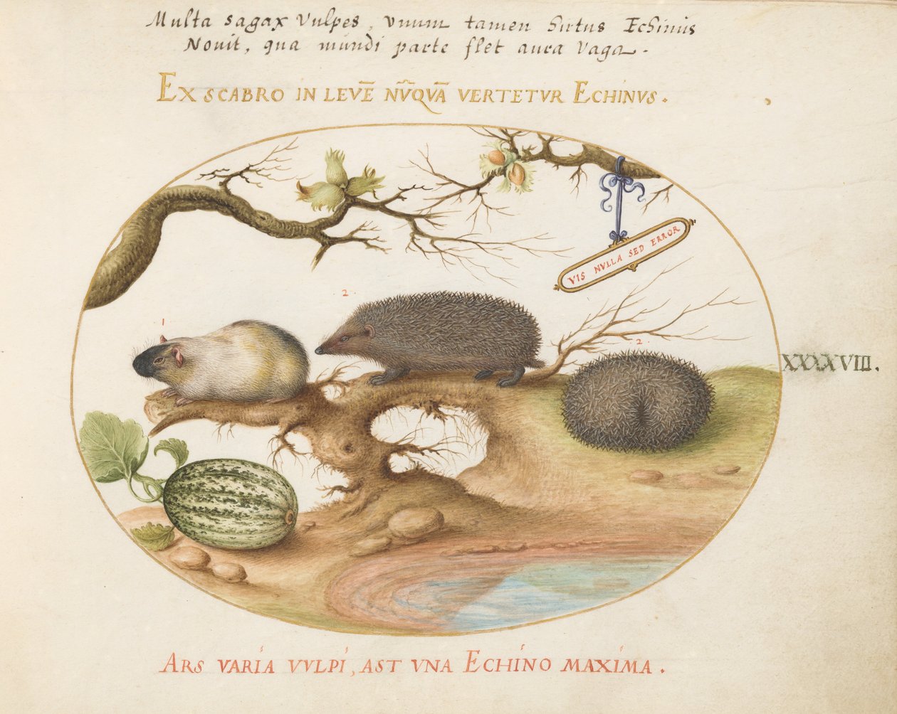 Placa 48: Cobaia e Hegehogs com Melão e Cobnuts de Joris Hoefnagel