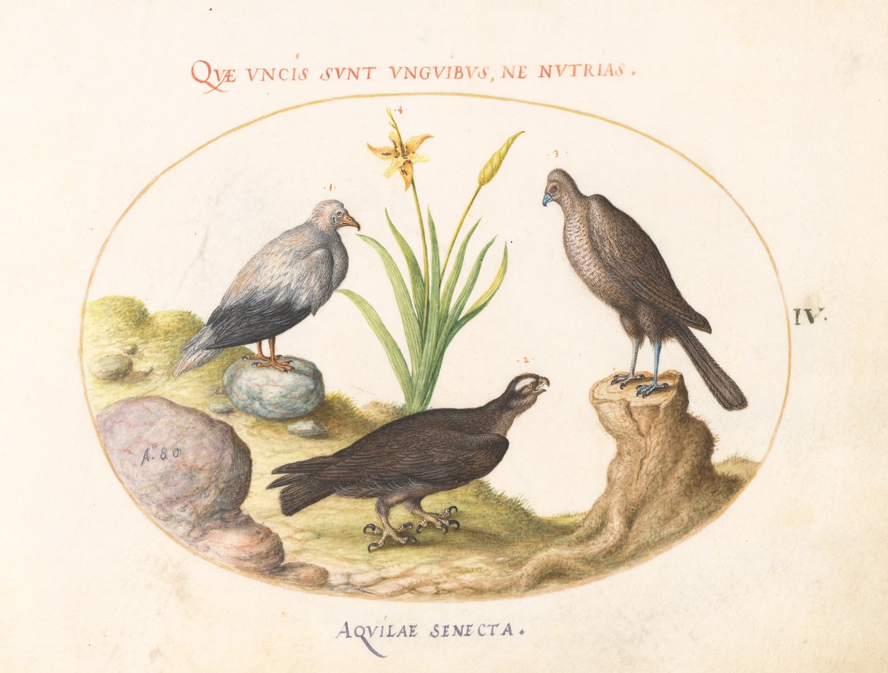 Placa 4: Um Abutre Egípcio, um Açor do Norte (?), e um "Aquila Heteropode" (Águia de Dedos Curtos?) de Joris Hoefnagel