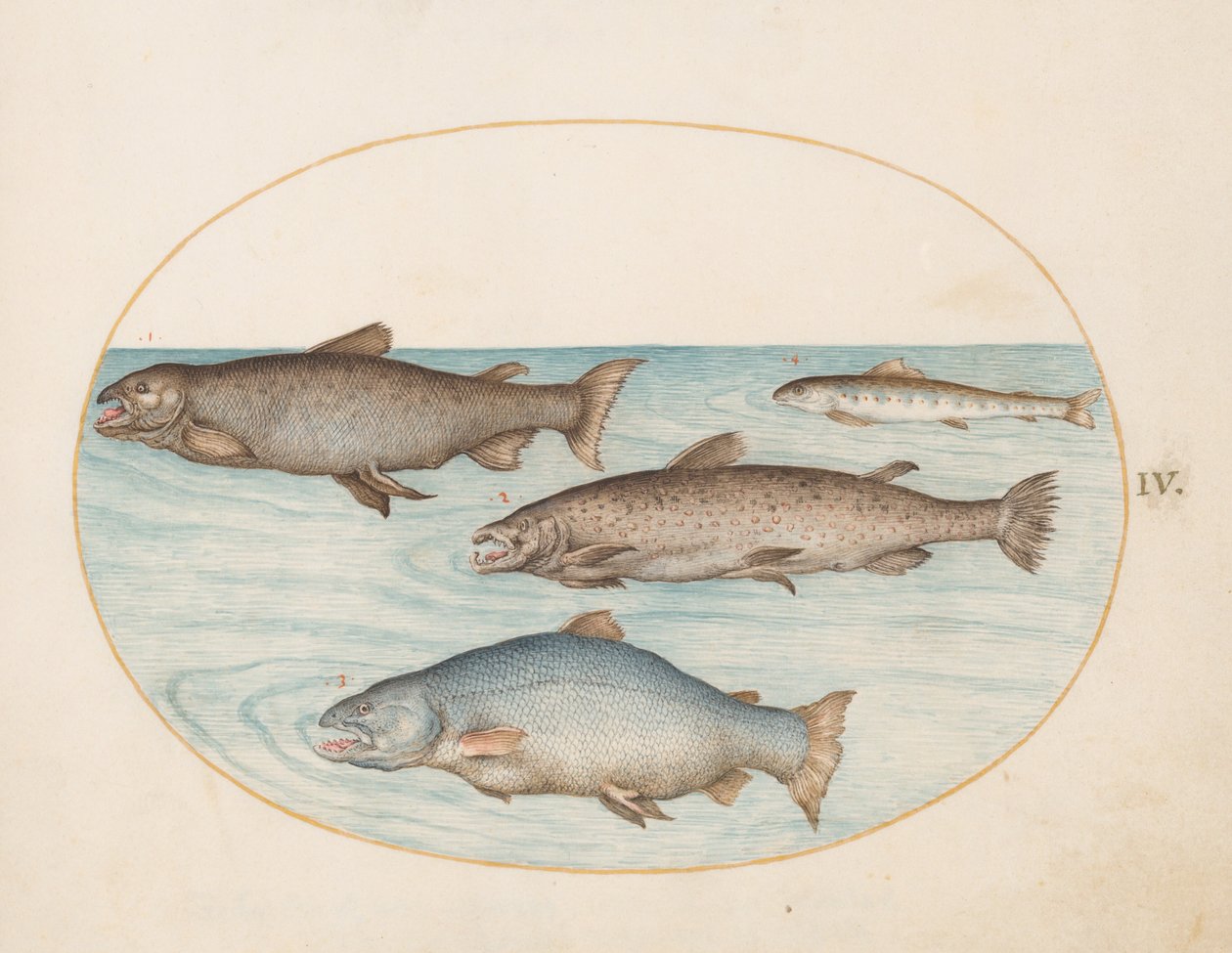 Prato 4: Quatro Salmões de Joris Hoefnagel