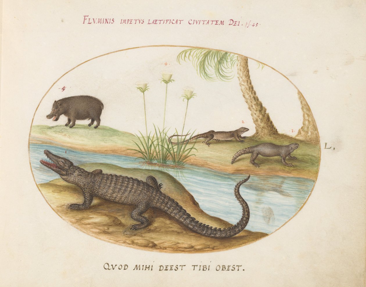 Placa 50: Um crocodilo(?), um hipopótamo(?), e dois lagartos com uma planta de papiro de Joris Hoefnagel