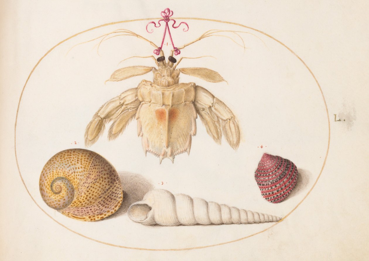 Prancha 50: Uma parte de uma lagosta-louva-a-deus com conchas de caracol-torre de Joris Hoefnagel