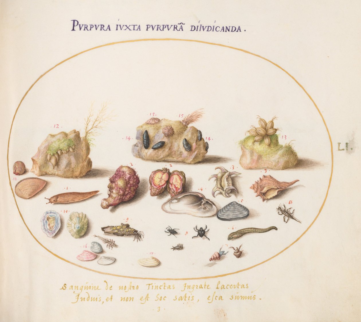 Prancha 51: moluscos múrice, conchas, caranguejos-eremitas, uma lesma, insectos e outra vida marinha de Joris Hoefnagel
