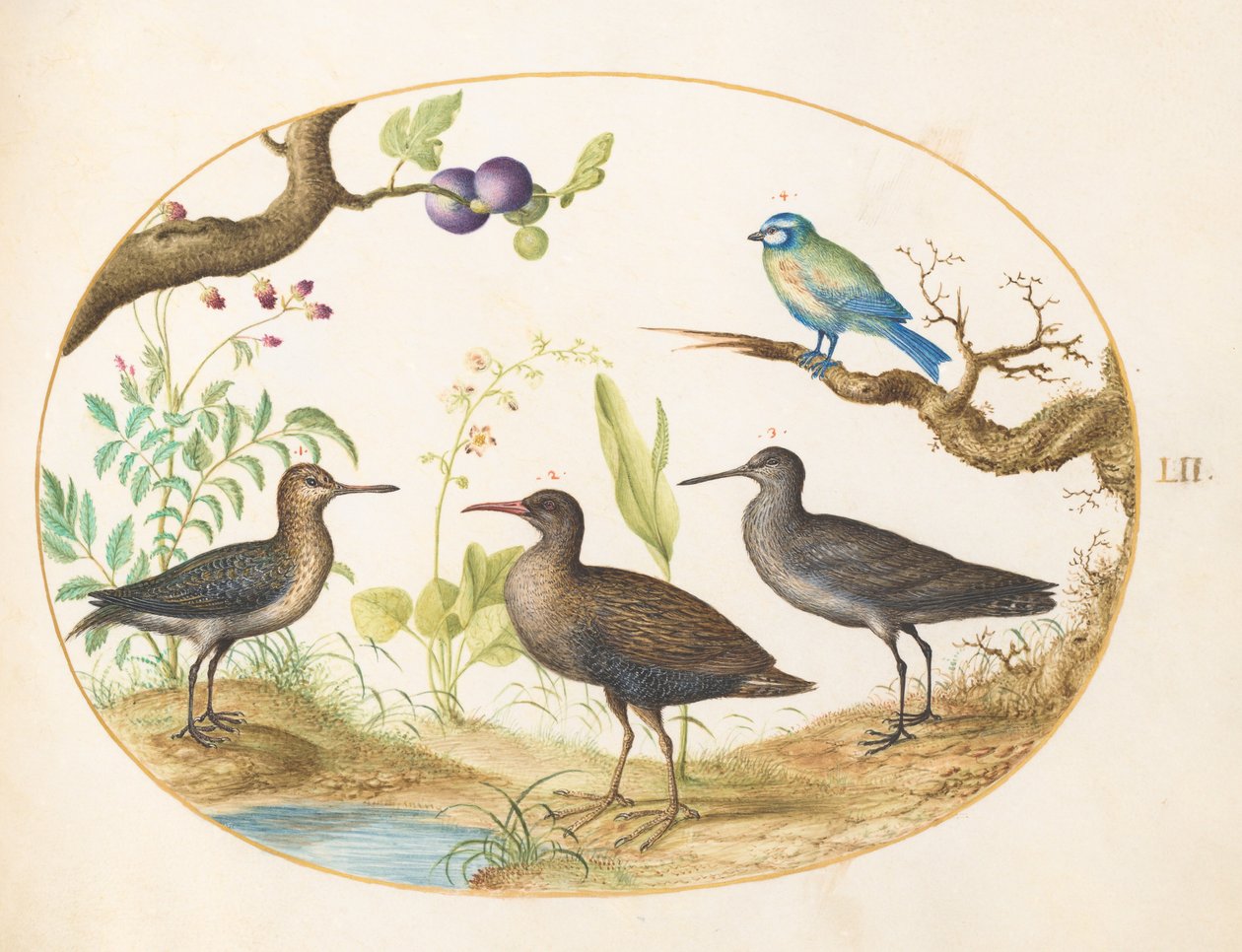 Ilustração 52: chapim azul com três aves pernaltas e uma figueira de Joris Hoefnagel