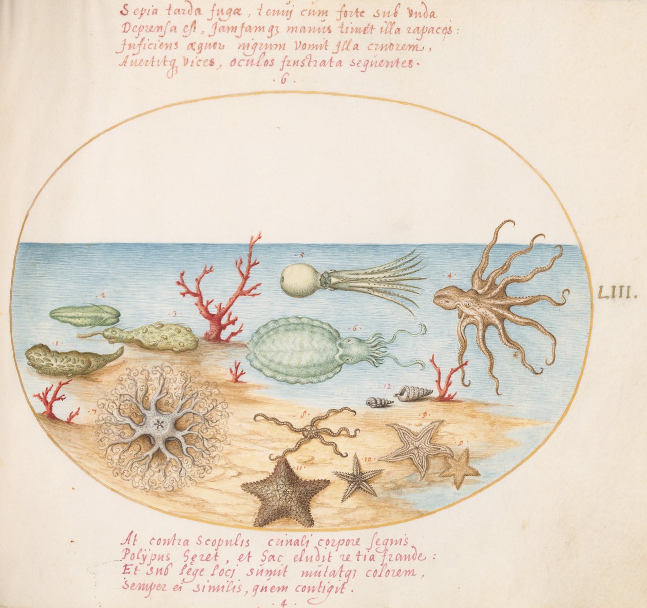 Placa 53: Pepinos do Mar, Coral, Polvo, Estrela do Mar, Lula e Outras Criaturas do Mar de Joris Hoefnagel
