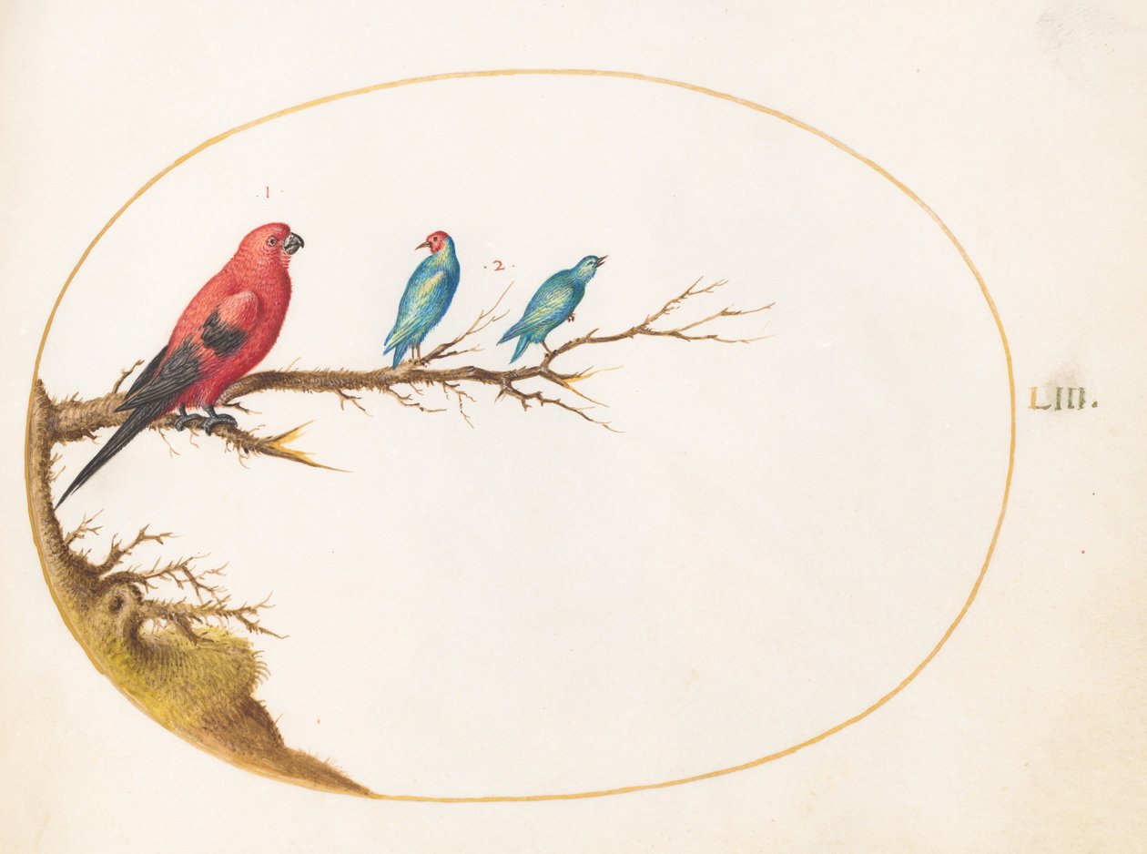 Lâmina 53: Três aves de cores vivas, incluindo um tangará brasileiro() de Joris Hoefnagel