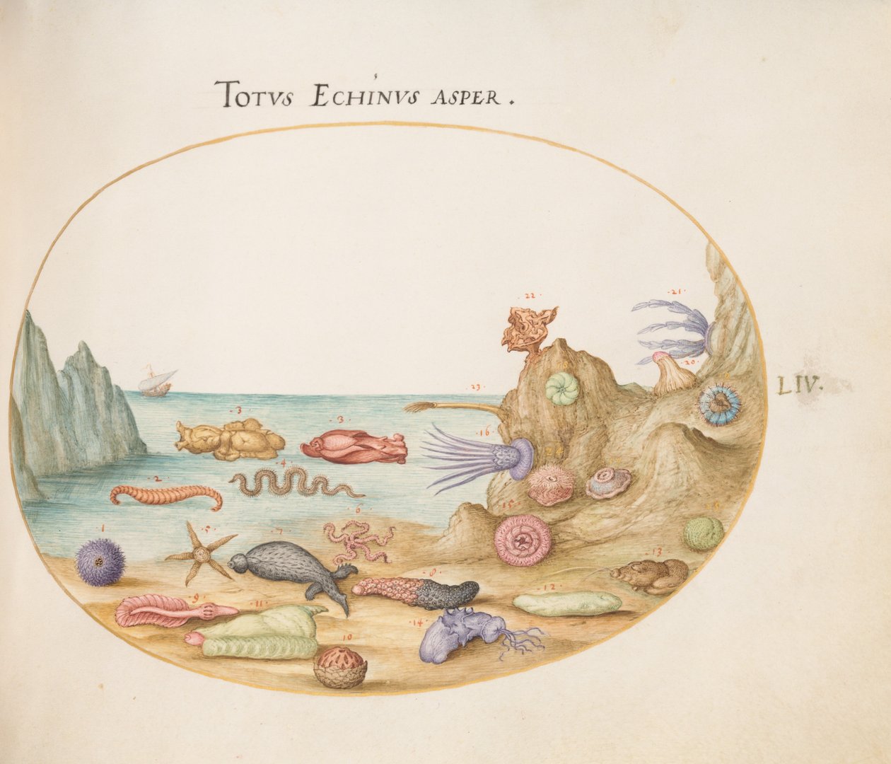 Ilustração 54: Pepinos-do-mar, ouriços-do-mar, estrelas-do-mar, urtiga-do-mar, "lebre-do-mar" e outras formas de vida marinha de Joris Hoefnagel