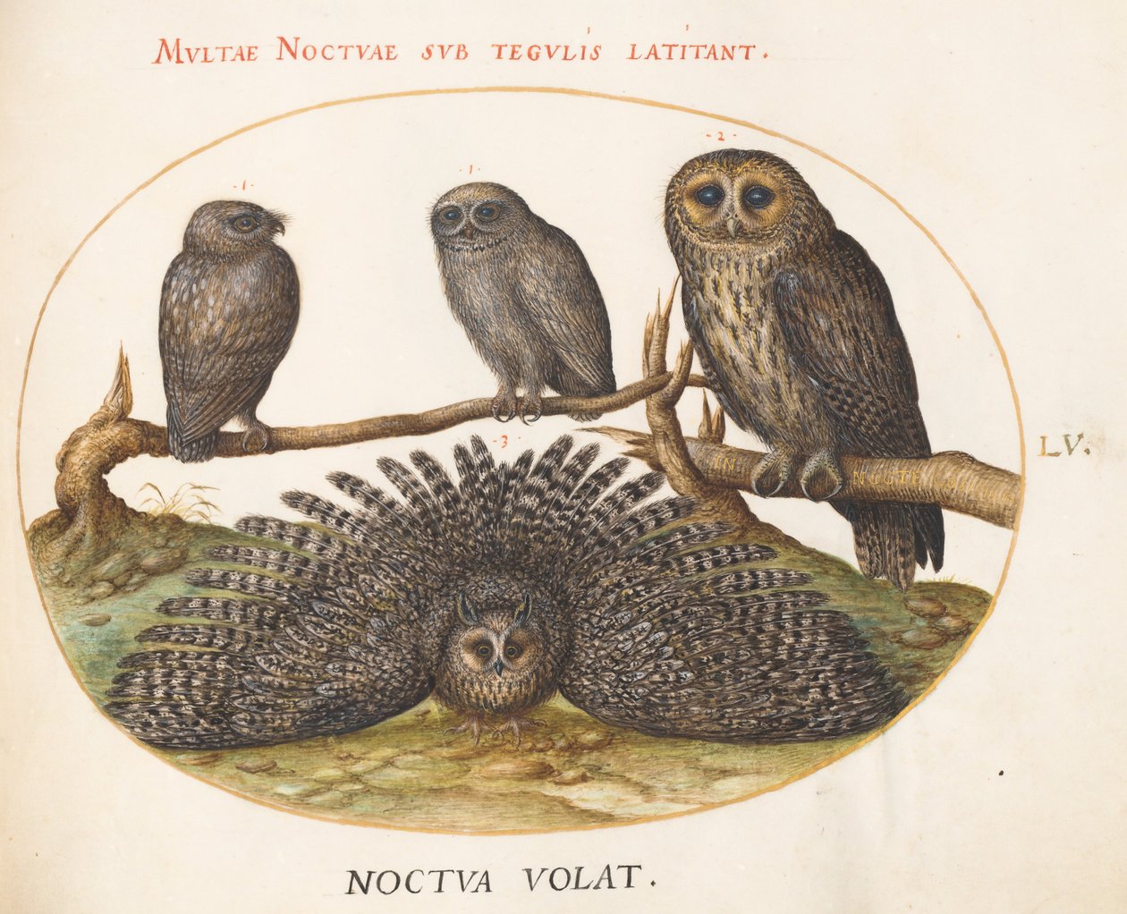 Prancha 55: uma coruja-do-mato, um bufo-real e duas outras corujas de Joris Hoefnagel