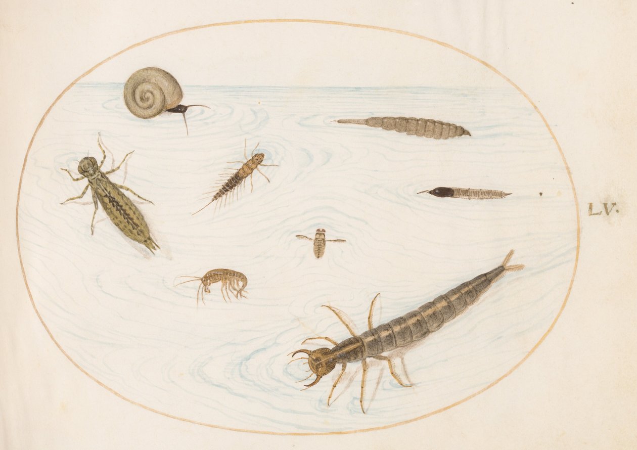 Prancha 55: insetos aquáticos e invertebrados, incluindo um caracol de Joris Hoefnagel
