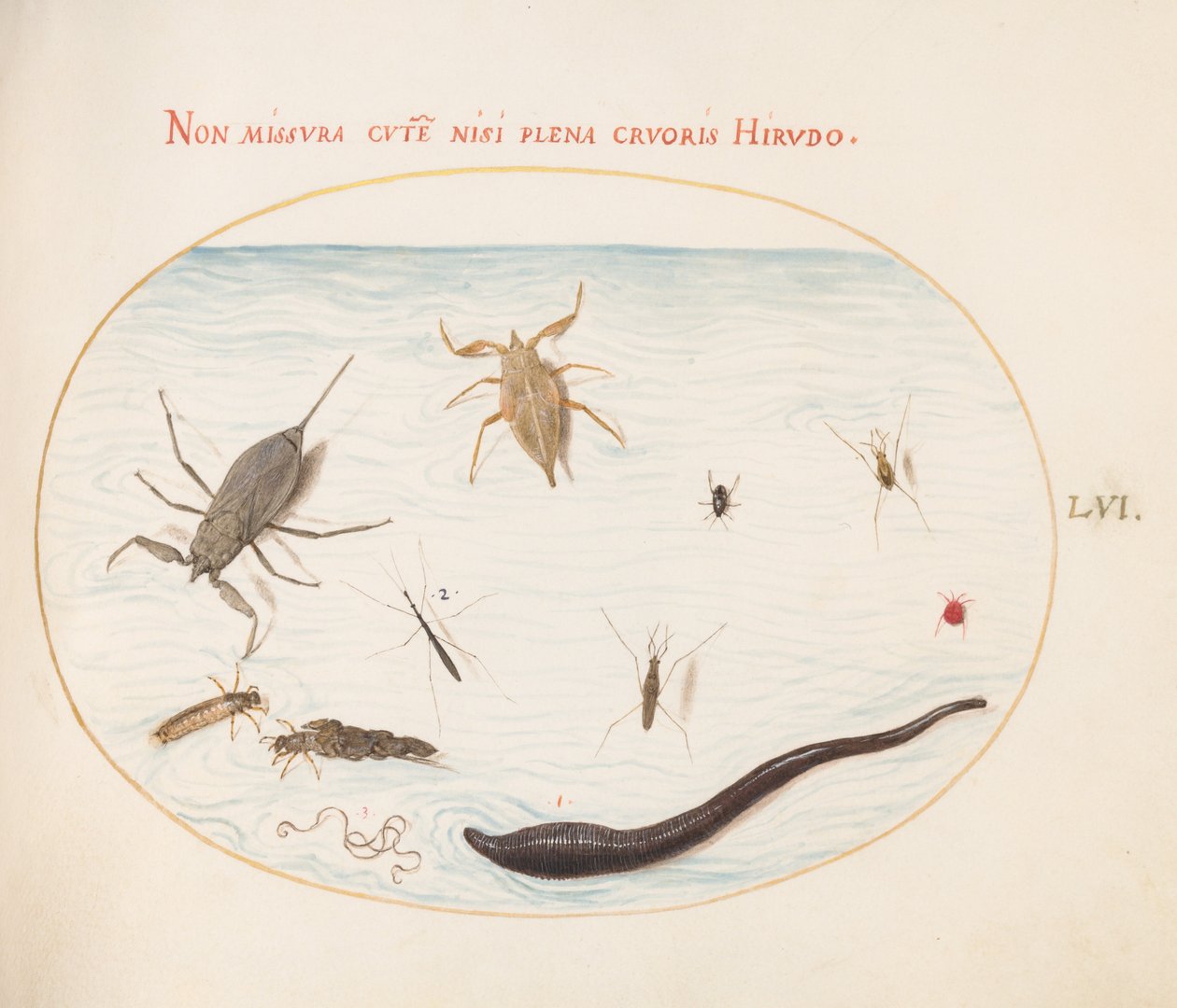 Placa 56: Escorpião de Água, Medidor de Água, Patinador de Lagoa, Ácaro de Água Vermelha, Sanguessuga(?), E Outros Insetos Aquáticos de Joris Hoefnagel