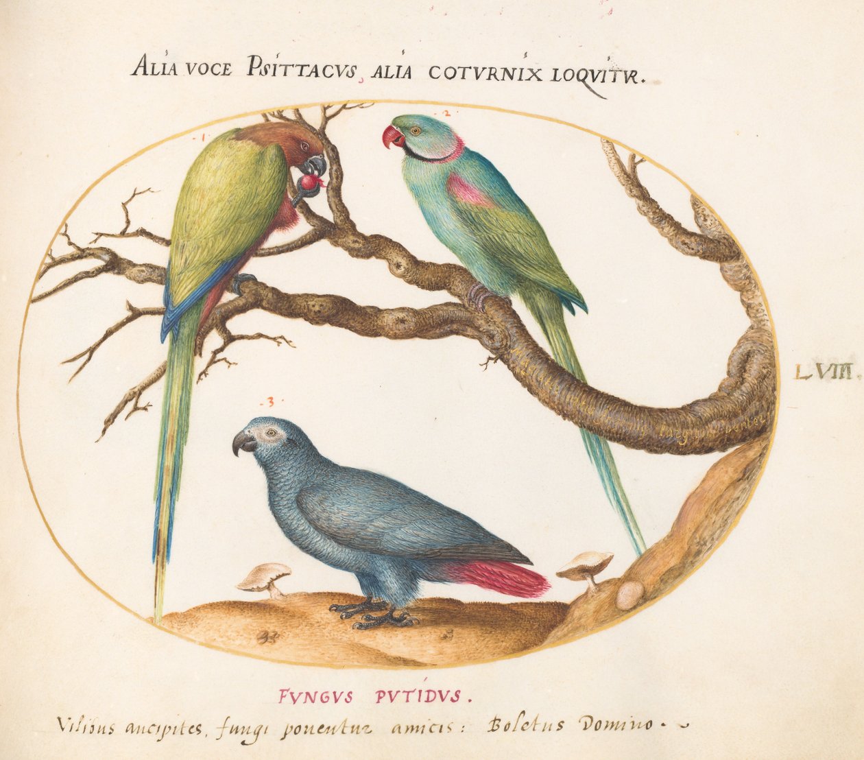 Gravura 58: Papagaio-cinzento-africano, Papagaio-de-pescoço-da-índia e um terceiro papagaio de Joris Hoefnagel