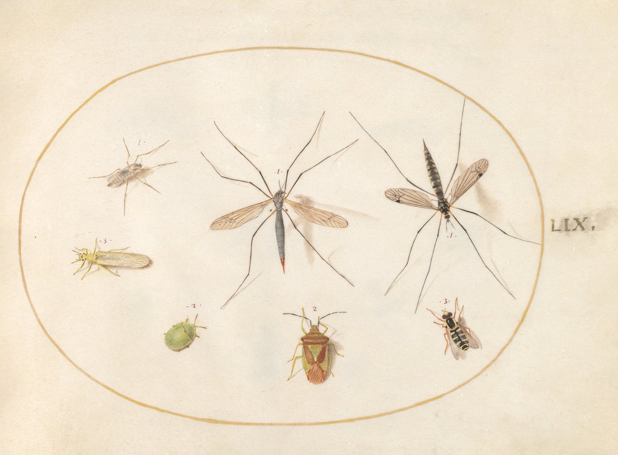 Placa 59: Sete Insetos, Incluindo um Inseto de Escudo de Espinheiro, Moscas de Garça e um Hoverfly de Joris Hoefnagel