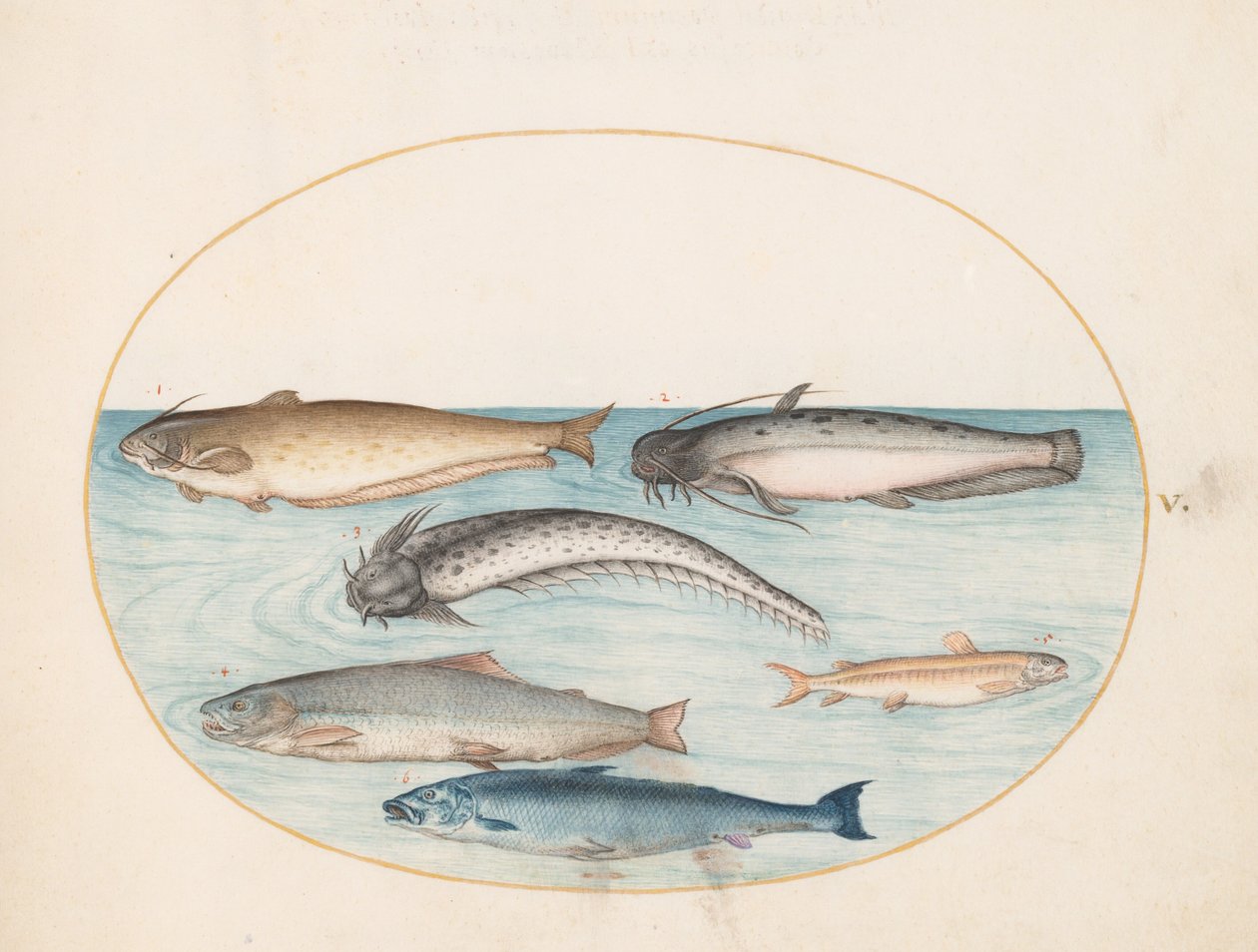 Prancha 5: três peixes-gato, um salmão e outros dois peixes de Joris Hoefnagel