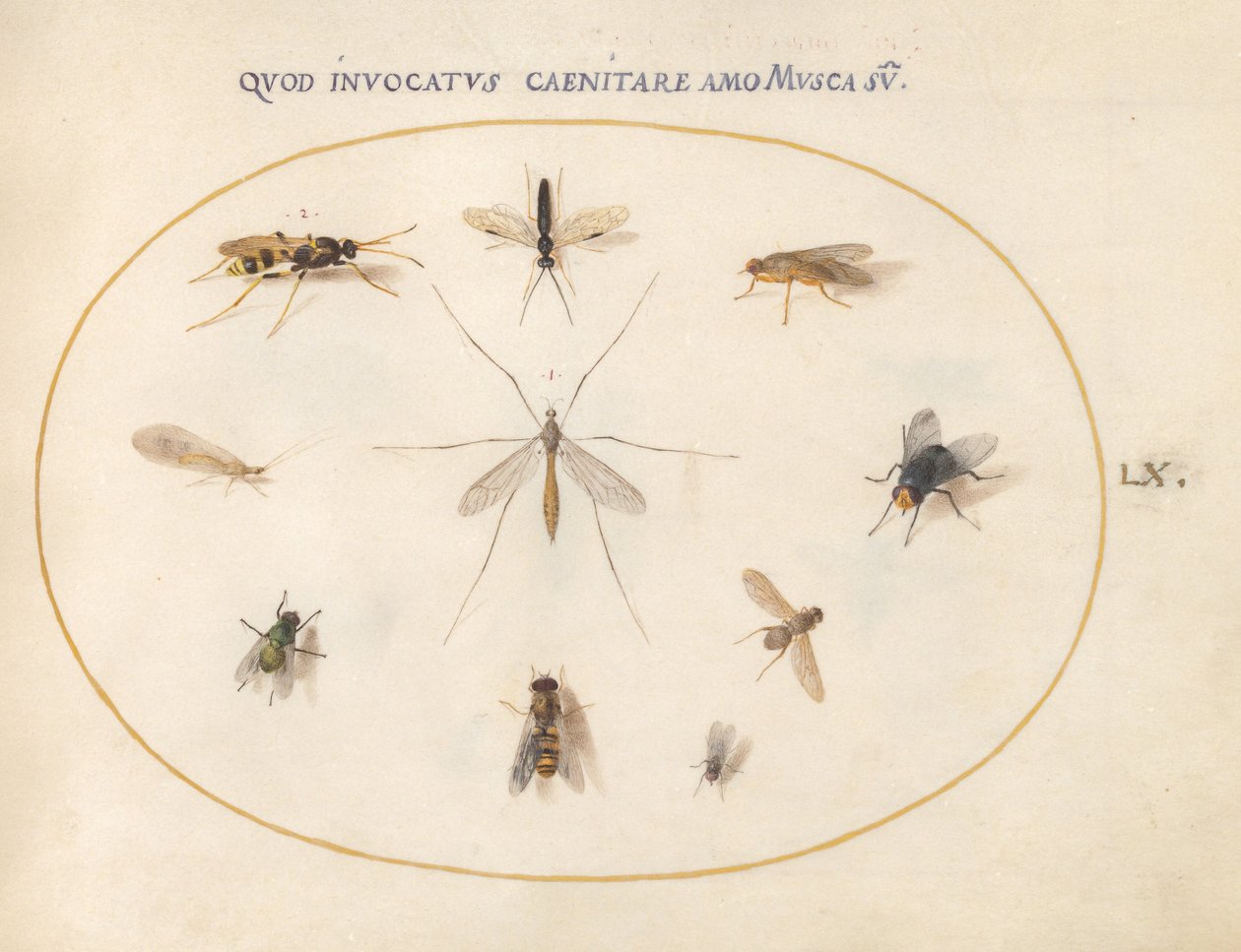 Placa 60: Moscas e outros insectos, c.1575/80 (aguarela, guache e ouro sobre velino) de Joris Hoefnagel