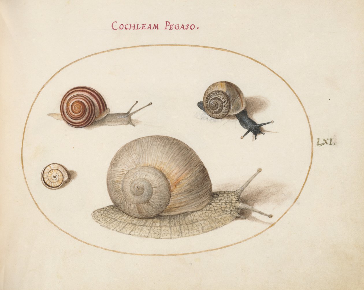 Prancha 61: Quatro caracóis de Joris Hoefnagel